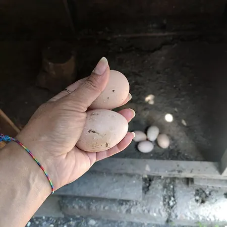 Tuana Garden Bed & Breakfast 3*