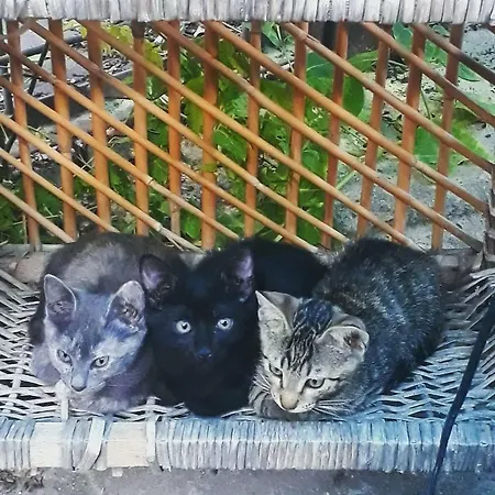 Nocleg ze śniadaniem Tuana Garden 3*